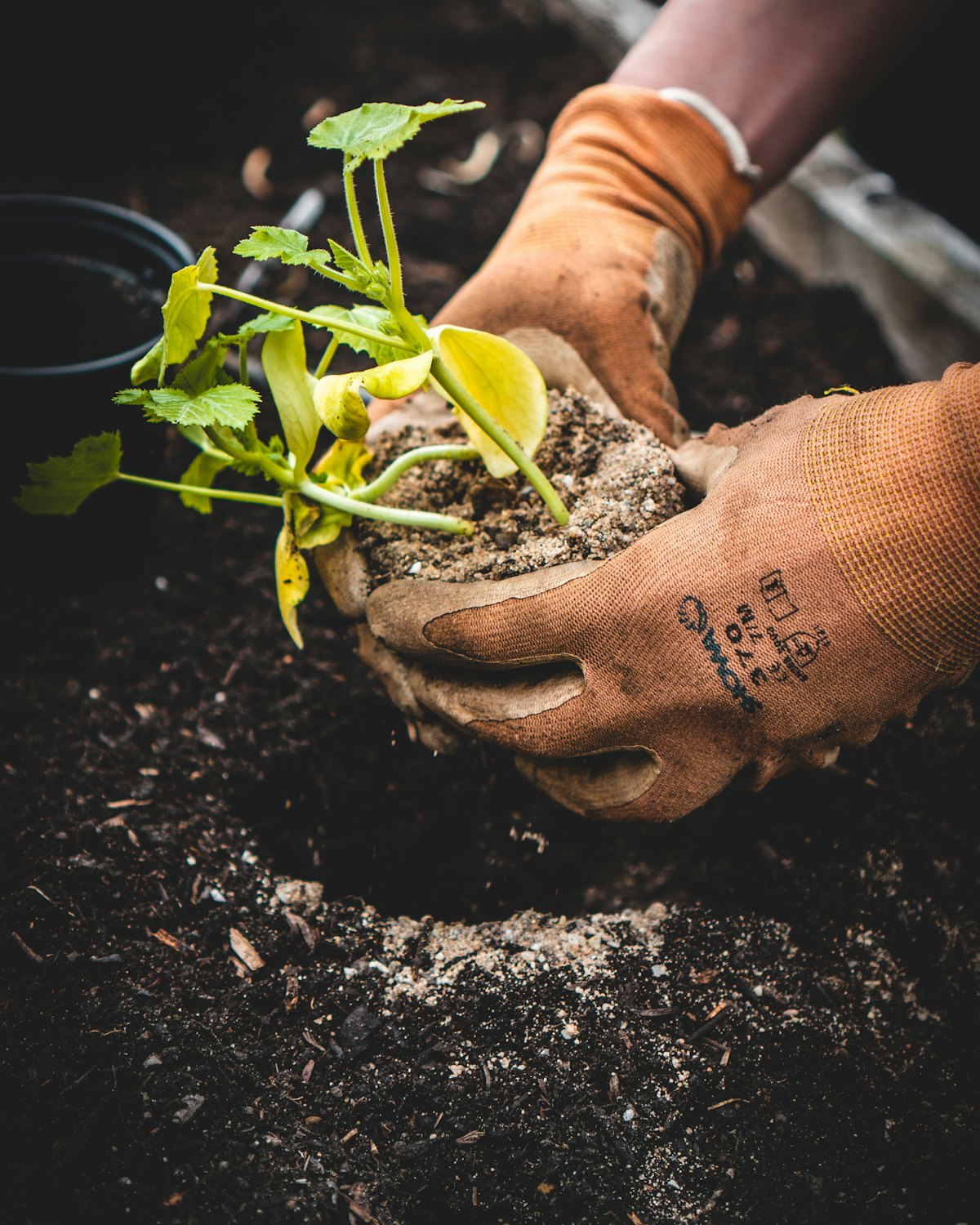 Gloved hands carefully planting a young seedling in rich soil