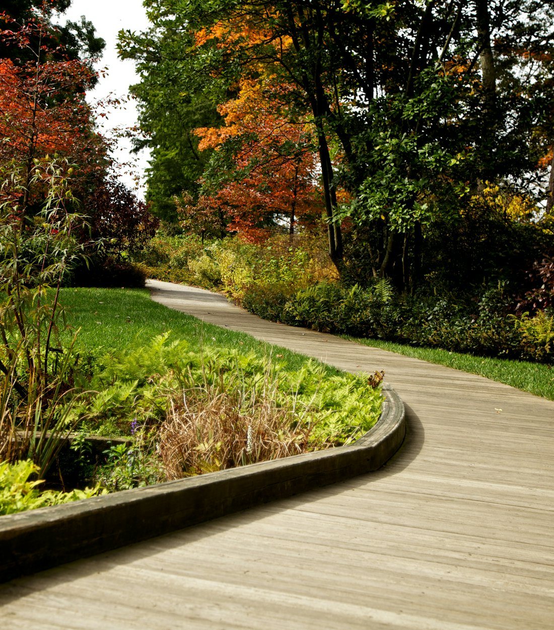 Curved wooden garden path through lush green planting