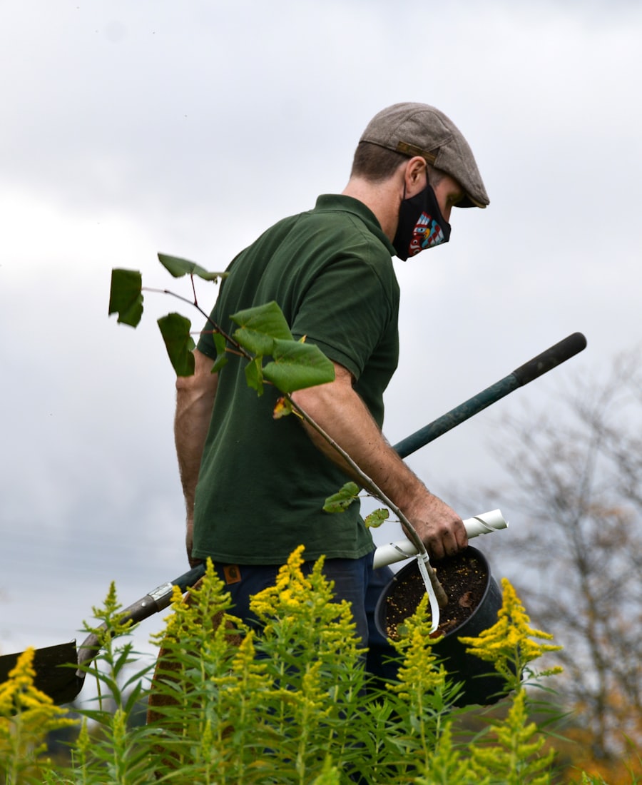 Landscaper carefully carrying a young plant to be planted